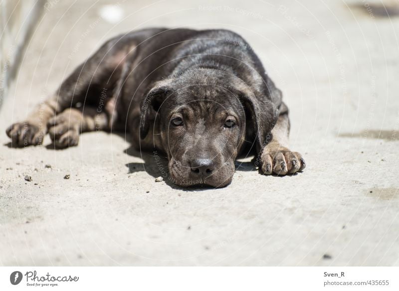 too hot outside Tier Haustier Hund Tiergesicht 1 beobachten Erholung liegen Blick träumen Coolness niedlich Tierliebe Gelassenheit geduldig ruhig Traurigkeit