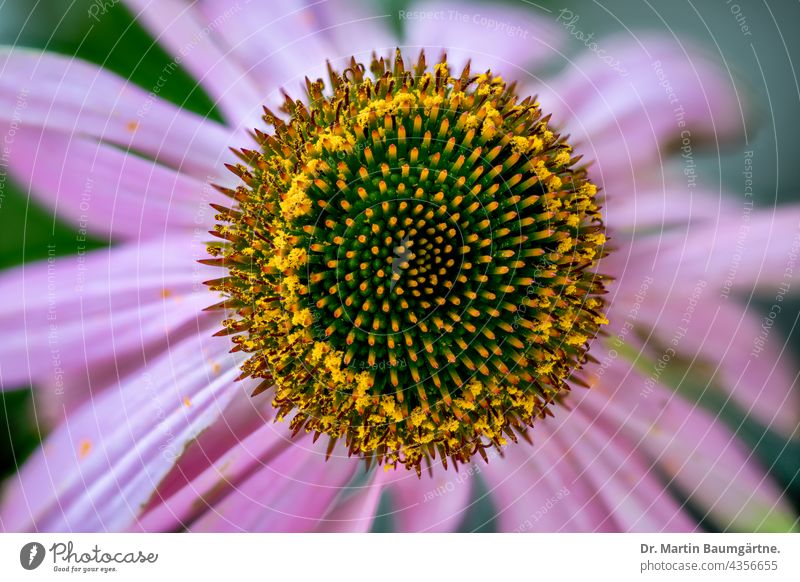 Echinacea purpurea aus Nordamerika, purpurner Blütenstand Blume blühen Pflanze Zungenblüten Röhrenblüten violett Korbblütler Asteraceae Compositae