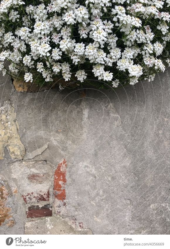 Zwischenräume | Hängende Gärten mauer stein busch blühen üppig hängen oben backstein blüten putz alt trashig flora wachsen wachstum gegensatz