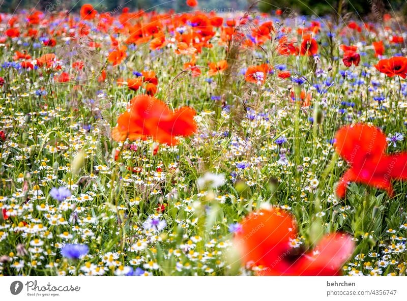 ein bisschen mo(h)ntagswärme Kamille Schönes Wetter Menschenleer Blühend prächtig Mohn Mohnblüte Mohnblume Wärme Blütenblatt Frühling Wiese Blatt Außenaufnahme