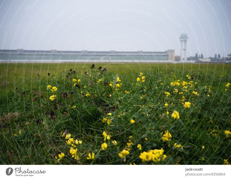 Himmel über dem Tempelhofer Feld und unten Blümchen Tempelhof Feld Berlin-Tempelhof Flughafen diesig Frühling Freiheit Rasen Wiesenblume Panorama (Aussicht)