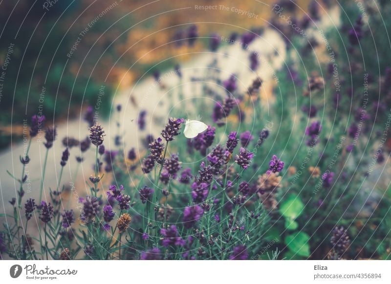 Weißer Schmetterling an Lavendel Außenaufnahme Natur Blume weiß Insekt bestäuben Blüte Garten Blühend Lavendelfeld Lavendelblüten violett lila