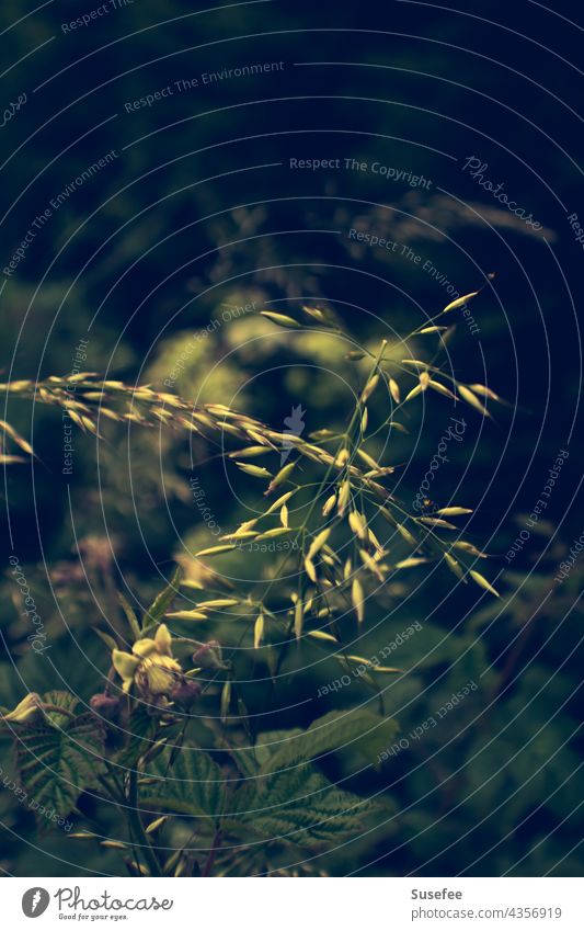 Gräser im Abendlicht zwischen Himbeerbüschen Natur Gras Wiese Pflanze Sommer grün natürlich Umwelt Schwache Tiefenschärfe Nahaufnahme Himbeeren Knospe