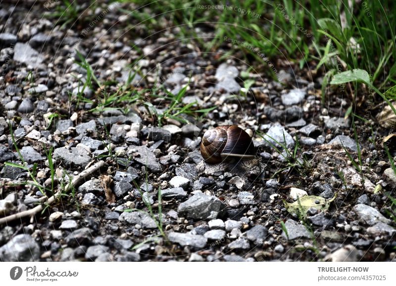 Auf steinigem Weg - Rettendes Grün wächst am Rand - Ein Schneckenhaus, braun. Wege und Pfade Weinbergschnecke verschlossen zurückgezogen Steine Kies Schotter