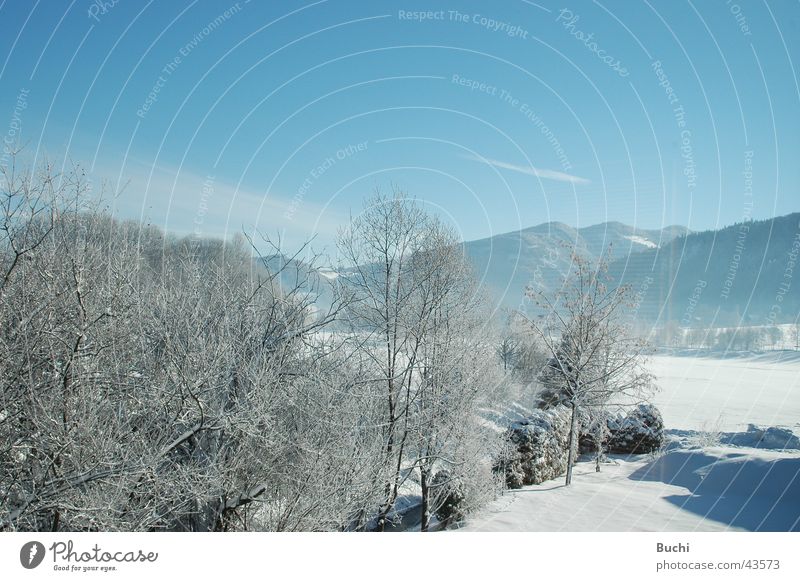 Winter kalt weiß Baum Schnee Frost blau