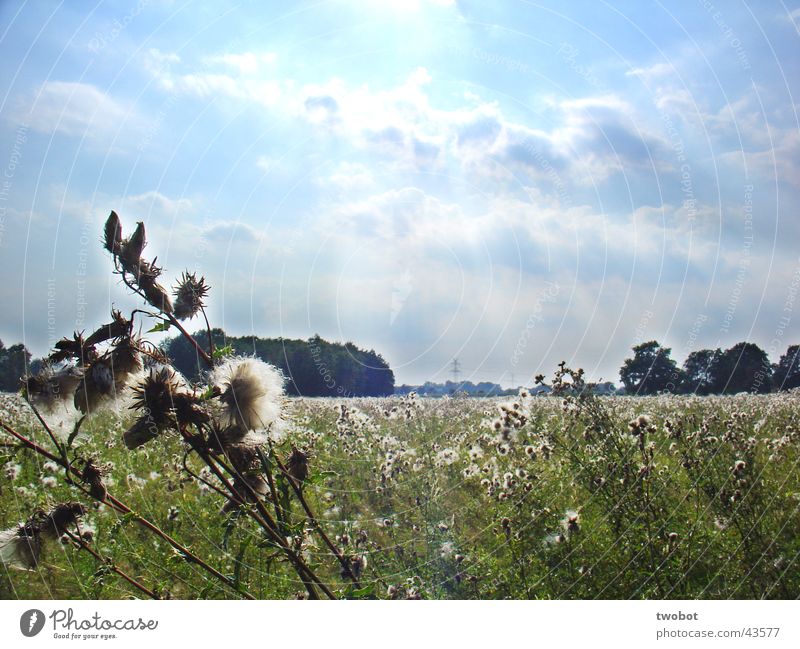 sommersonnenwiese Sommer Sommertag Sonne Beleuchtung Licht Physik Wolken zyan Wiese Gras Löwenzahn Distel grün Wolle weiß weich stachelig Frühling ländlich