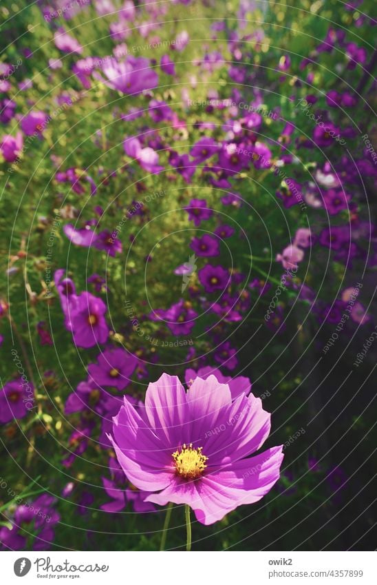 Dauerzustand Cosmea Schmuckkörbchen leuchtende Farben Nahaufnahme Leichtigkeit lila frisch violett grün magenta Begeisterung duftend durcheinander geheimnisvoll