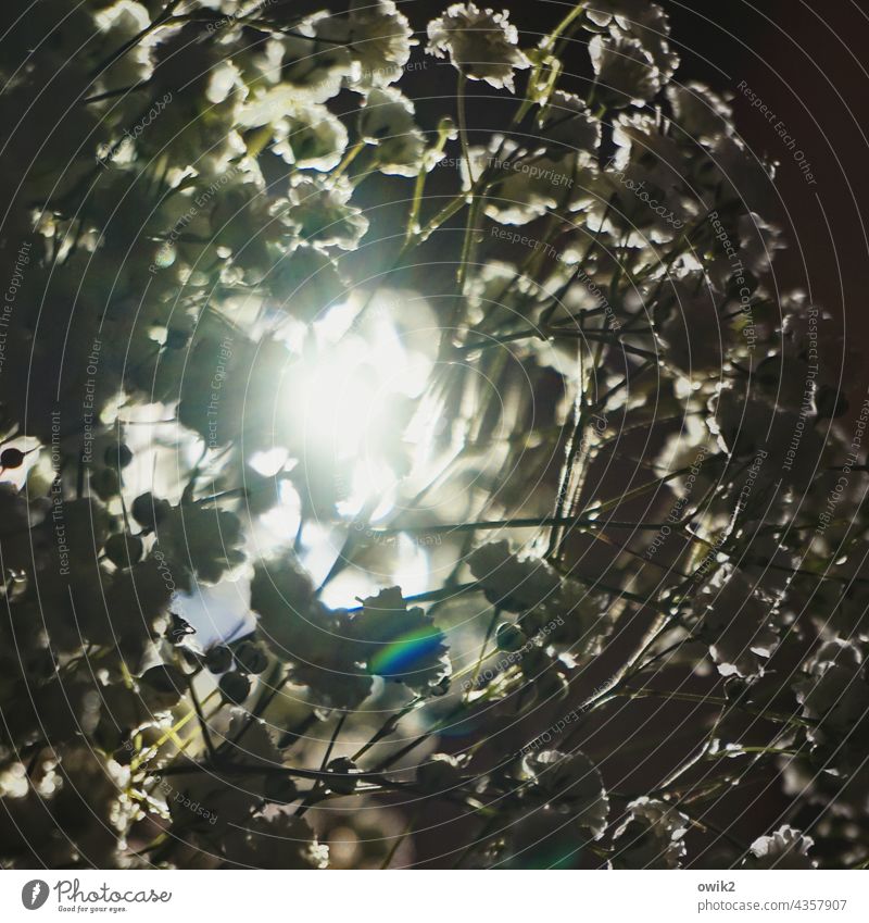 Erleuchtung Durchblick Sonne Natur Umwelt leuchten hell Gegenlicht Totale Abend Licht Hecke Lücke offen durchleuchtet Zweige u. Äste Biotop flirren