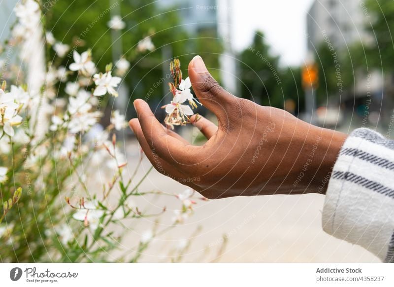 Crop ethnische Person berühren Blumen in der Stadt Angebot Blütezeit Großstadt Blumenbeet geblümt Straße natürlich sanft Pflanze filigran Flora frisch urban