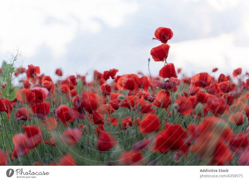 Mohnblumenfeld Blume Feld Natur Blütezeit Sommer rot Frühling schön Schönheit Landschaft Gras Wiese grün Flora wild Pflanze Farbe natürlich im Freien