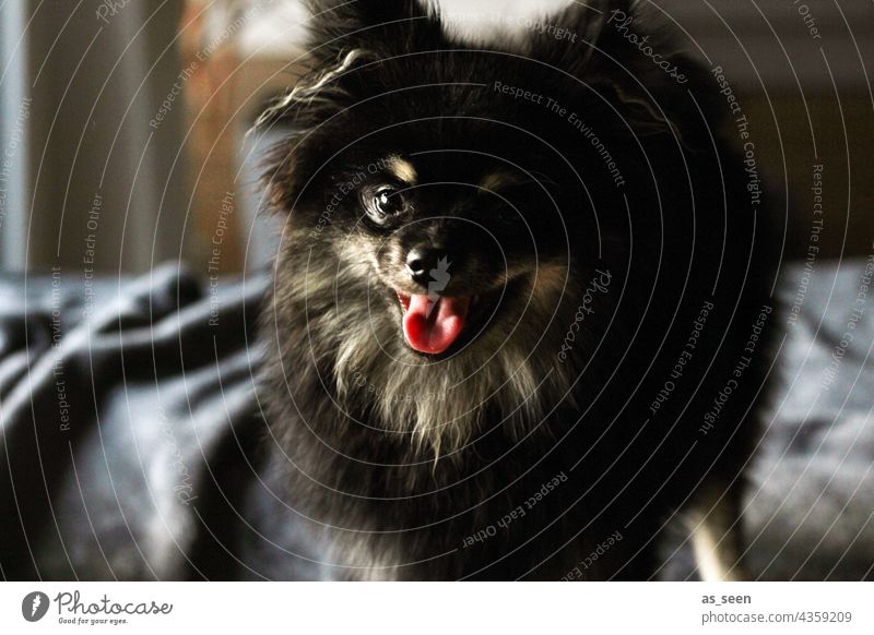 Spitz pass auf! Hund Portrait Gesicht Tiergesicht Farbfoto gedeckte Farben Haustier 1 Tierporträt Tag Gedeckte Farben niedlich Blick in die Kamera weiß Fell