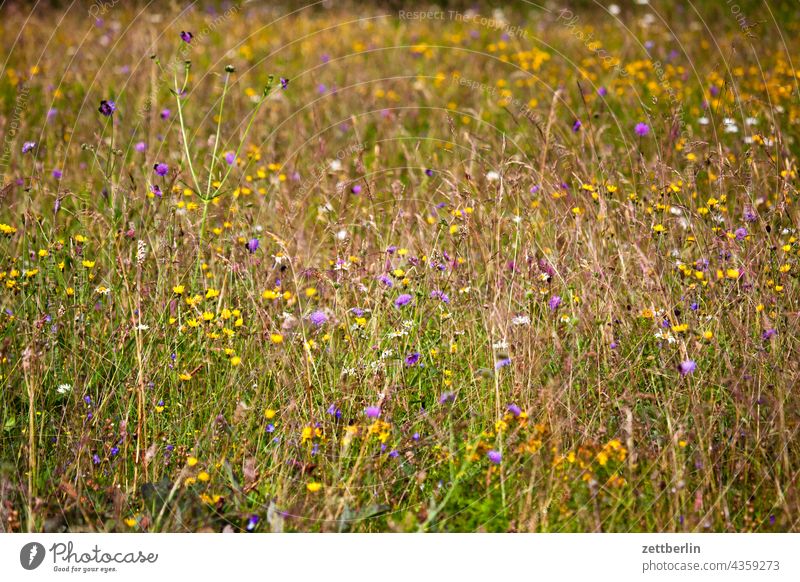 Wiese im Spätsommer deutschland dorf ferien hessen idyll kleinstadt landschaft landwirtschaft nordhessen sommerfrische urlaub wald wiese weide blume blüte