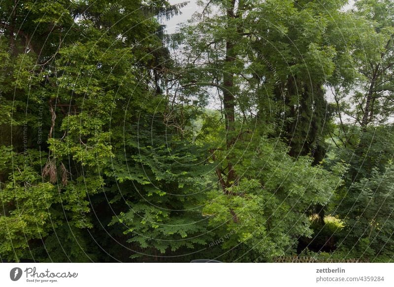 Blick in den Laubwald deutschland dorf ferien hessen idyll kleinstadt landschaft landwirtschaft nordhessen sommer sommerfrische urlaub wiese laubwald blätter