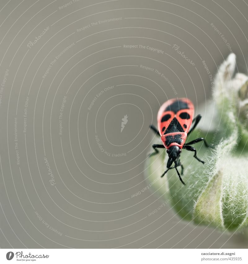 Nur mal gucken Natur Sommer Schönes Wetter Pflanze Tier Wildtier Käfer Wanze Feuerwanze 1 exotisch Freundlichkeit einzigartig klein nah Neugier grau grün orange