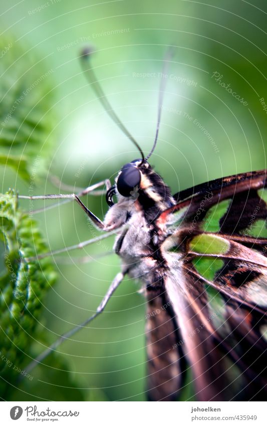 Ick gloob ick spinne | gar nicht, ick schmettere Tier Schmetterling 1 Engel fliegen hocken exotisch schön klein nah braun grün weiß Liebe Romantik Verliebtheit