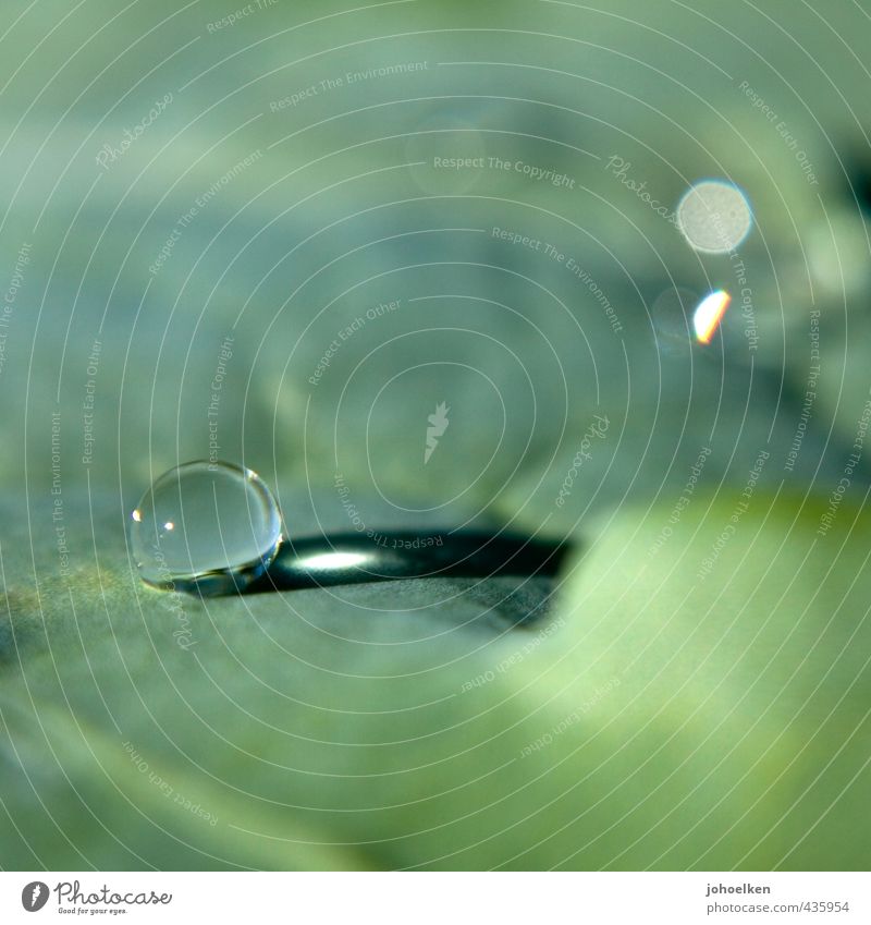 Das Runde muss ins Eckige Wassertropfen Sonnenlicht Pflanze Blatt Glas Kugel Tropfen glänzend leuchten liegen ästhetisch Flüssigkeit grau grün Kraft Stress