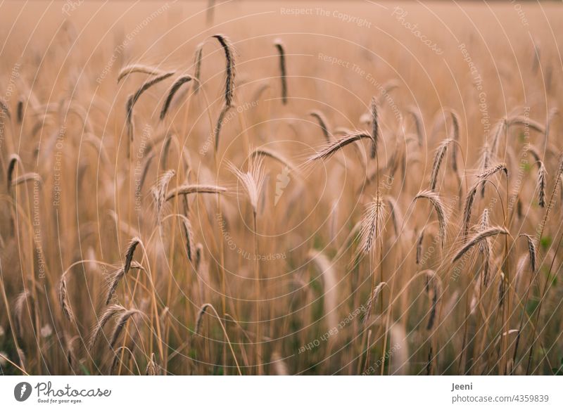 Erntezeit - reife Gerste Getreide Feld Ähren Getreidefeld Getreideernte Korn Sommer Landwirtschaft landwirtschaftlich Kornfeld Ackerbau Ernährung Nahrung