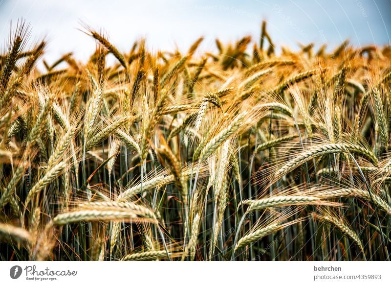 mangelware Ähre Feld Getreide Sommer Getreidefeld Gerste Roggen Weizen Hafer Landwirtschaft Natur Ähren Kornfeld Lebensmittel Pflanze Idylle idyllisch