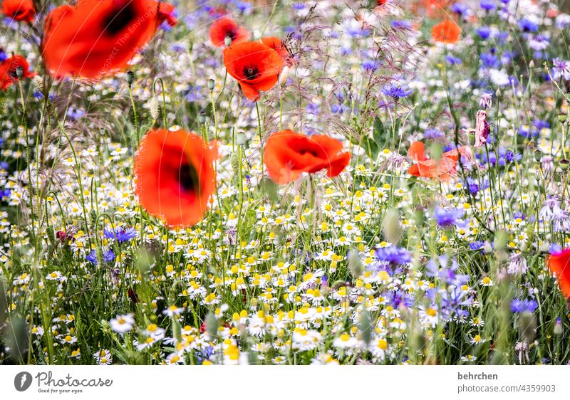 fluffiger mo(h)ntag blühen Duft Blüte Natur Feld duftend Wildpflanze Landschaft Mohnfeld mohnblumen Pollen Pflanze grün sommerlich Blütenblatt kornblumen Gräser