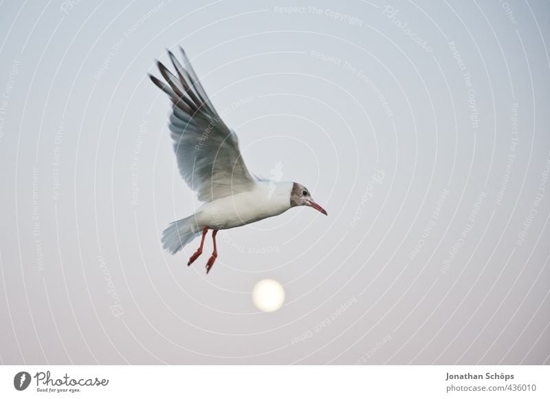 Flug über den Mond I Tier Vogel 1 außergewöhnlich Abend Mondschein Mondaufgang Möwe Möwenvögel fliegen fliegend Freiheit Flügel Schweben erhaben Höhe Überflug