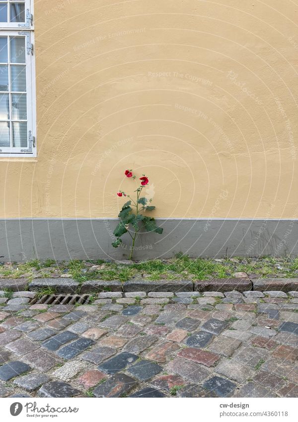 Mauerblümchen Stockrose grün Außenaufnahme Pflanze Blüte Sommer Farbfoto