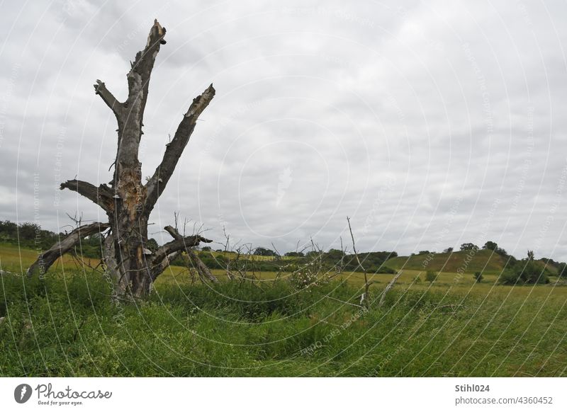 Baum-Torso in Wiesenlandschaft BAum abgestorben torso Ruine tot Landschaft Auenlandschaft grün abgebrochen Bruchstück Umwelt Menschenleer Gras Himmel Natur