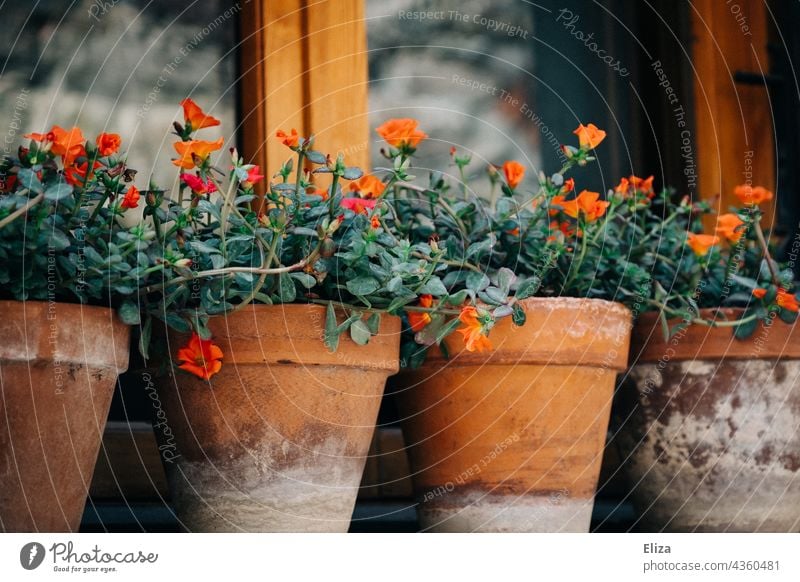 Kleine rote Blumen in Tonblumentöpfen auf einer Fensterbank Blumentöpfe Tontöpfe bepflanzt Haus hübsch dekorativ draußen schön