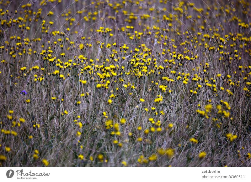 Wiese im Spätsommer again deutschland dorf ferien hessen idyll kleinstadt landschaft landwirtschaft nordhessen sommerfrische urlaub wald wiese weide blume blüte