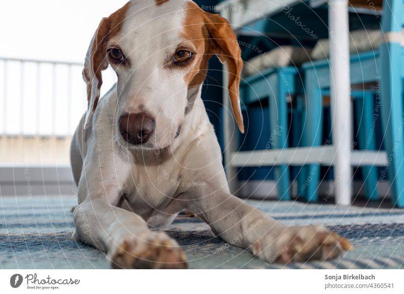 Niedlicher kleiner Jagdhund aus der Froschperspektive betrachtet - Istrianer kurzhaarige Bracke Hund Haustier Haushund jung Laufhund Schweißhund Meutehund