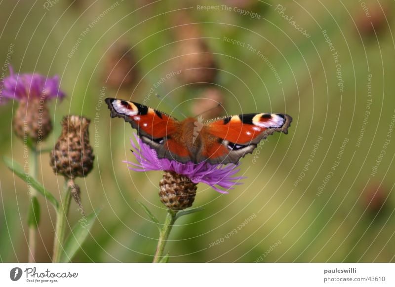 schmetterling Schmetterling faunauge