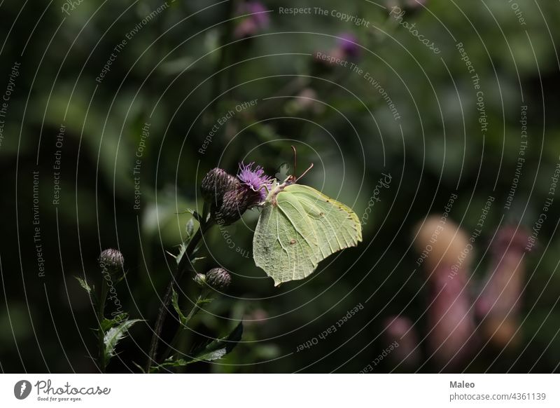 Schöne Schmetterlinge sitzen auf Blumen und trinken Nektar Tier attraktiv schön Schönheit Biologie Blütezeit hell Wanze Nahaufnahme Farbe farbenfroh Tageslicht