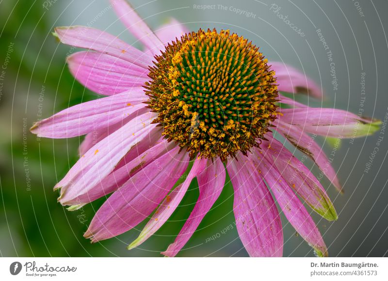 Echinacea purpurea aus Nordamerika, purpurner Blütenstand Blume blühen Pflanze Zungenblüten Röhrenblüten violett Korbblütler Asteraceae Compositae