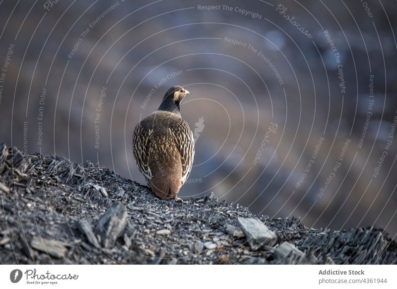 Tibetische Schneehuhn auf dem Boden sitzend in den Bergen Vogel Berge u. Gebirge Hochland braun Gefieder wild Tier Felsen Himalaya Nepal Himalayaschneekönig