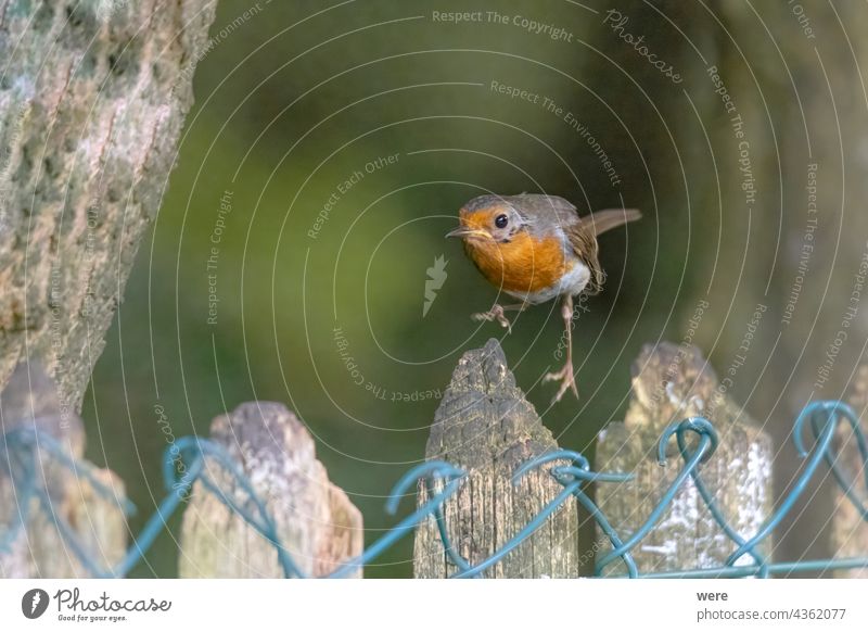 Ein Rotkehlchen springt auf einen Holzzaun Erithacus rubecula Tier Vogel Vogelfutter Vogelfütterung Ast Niederlassungen kalt Textfreiraum kuschelig weich Federn