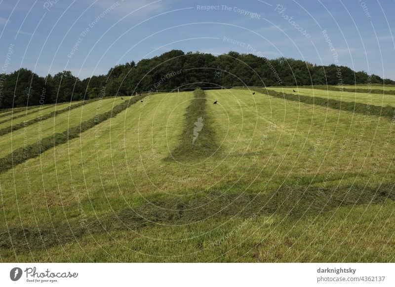 Wiesen mit frisch gemähtem Gras bei einer landwirtschaftlichen Nutzung zur Gewinnung von Heu Siegerland Sauerland Grünland Mahd Mähgut Ernte Wiesenbau Land