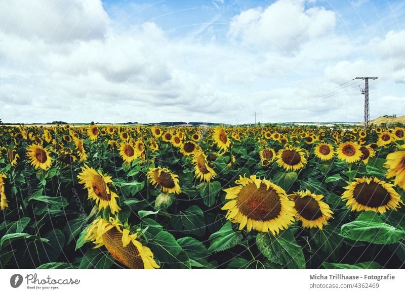 Sonnenblumenfeld Helianthus annuus Blumenfeld Feld Blüten Blätter Natur blühen Himmel Wolken Sonnenschein Landschaft wachsen Landwirtschaft Ackerbau Pflanzen