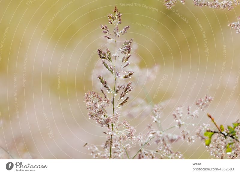 Grasblüten mit Tautropfen glitzern im Sonnenlicht Hintergrund Regentropfen Schönheit in der Natur Textfreiraum Glitter Landschaft niemand funkeln Sonnenschein