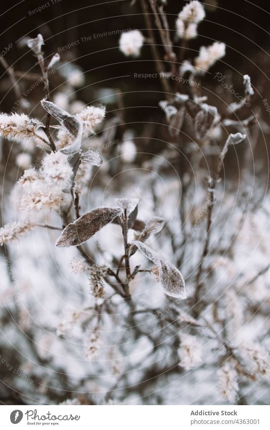 Pflanze mit gefrorenen Blättern und Blüten Landschaft Winter Zweig Blatt Blume Saison Natur Flora filigran natürlich organisch kalt Blütezeit Botanik Wachstum