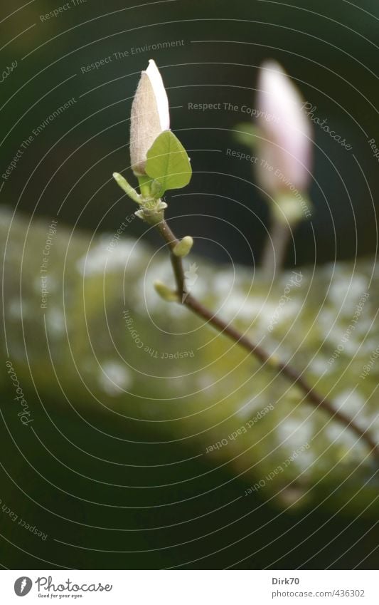 Magnolienknospen Garten Pflanze Sträucher Blatt Blüte Zierstrauch Zierpflanze Magnoliengewächse Blütenknospen Ast Zweig Park Blühend Wachstum Duft natürlich