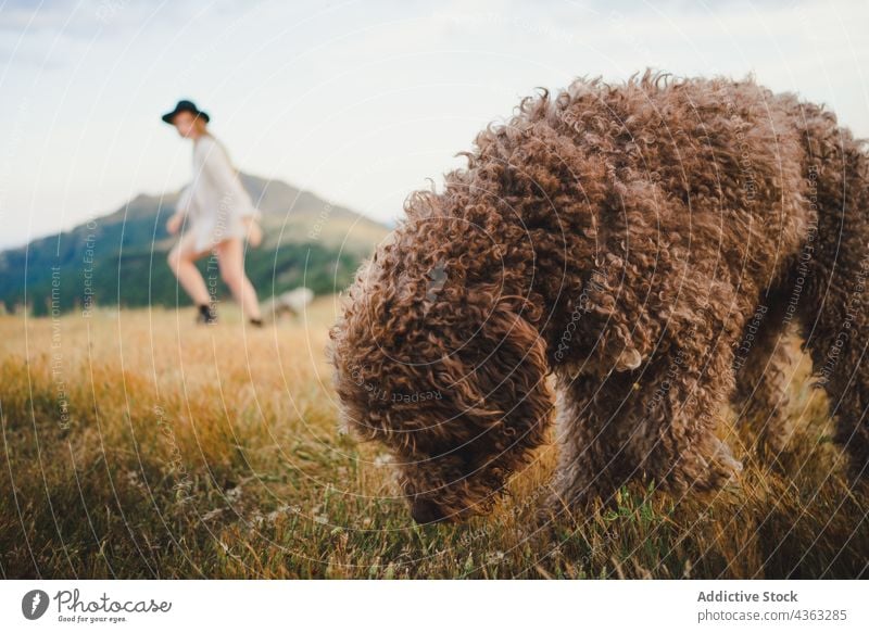 Fröhliche Frau spielt mit Hund auf einem Hügel in den Bergen spielen laufen Labradoodle Spaß haben sorgenfrei kleben Zusammensein spielerisch Besitzer Eckzahn