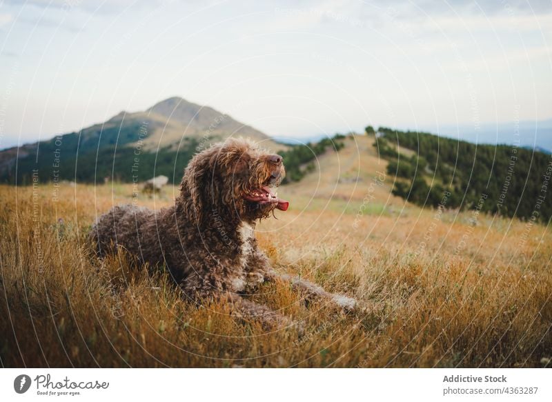 Flauschiger Labradoodle-Hund sitzt auf einer Wiese in den Bergen Berge u. Gebirge niedlich Tier Fussel Hochland ausspannen bezaubernd Eckzahn Säugetier heimisch