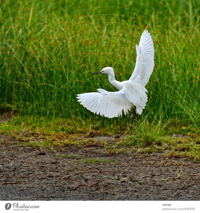 Schneereiher Tier Wildtier Vogel Fliege Tiergesicht Flügel 1 Tierjunges Tanzen grün weiß Farbfoto mehrfarbig Außenaufnahme Detailaufnahme Experiment Muster