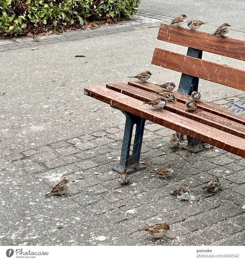 Die braune Parkbank, besetzt von Spatzenkindern, weg sind sie im nu. Bank Vogel Tier Außenaufnahme Wildtier Tierporträt Gruppe viele picken