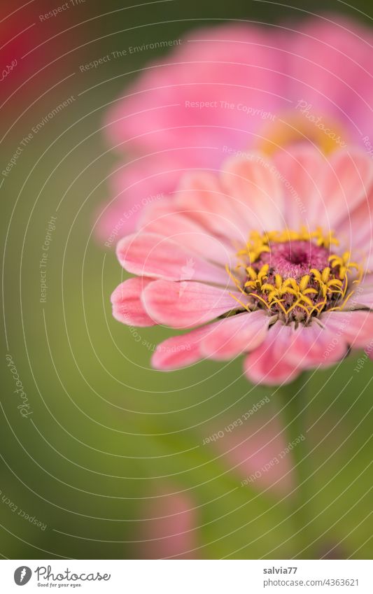 Zinnienblüten in rosa Blütenblätter Blume Garten Pflanze Sommer grün Makroaufnahme Farbfoto schön Blühend ästhetisch Natur Duft Wachstum nektar dekorativ