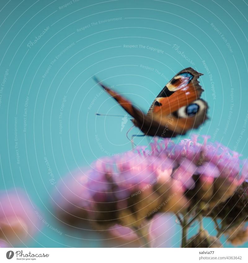 Tagpfauenauge trinkt Nektar, Makro mit hellblauem Hintergrund Schmetterling Duft Blüten Sommer Natur Insekt 1 Garten Blühend Farbfoto Textfreiraum oben