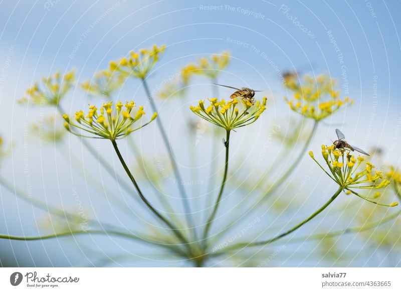 Nahaufnahme einer Dillblüte, im Hintergrund Wolken und Himmel Doldenblütler Natur Doldenblüte Heilpflanzen Nutzpflanze Makroaufnahme schwebefliege Farbfoto