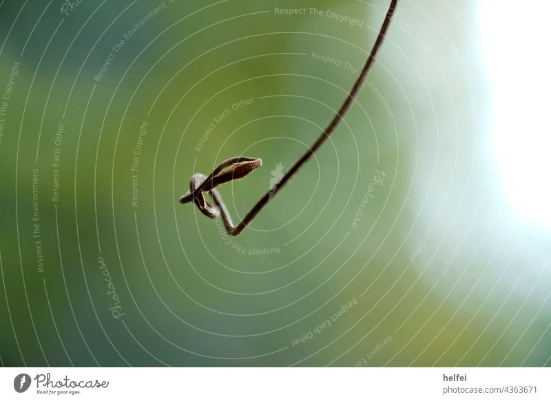 Einsame Blüte an einem Stängel mit verschwommenen Hintergrund Blume Detailaufnahme Makroaufnahme Hintergrund neutral Schwache Tiefenschärfe Nahaufnahme