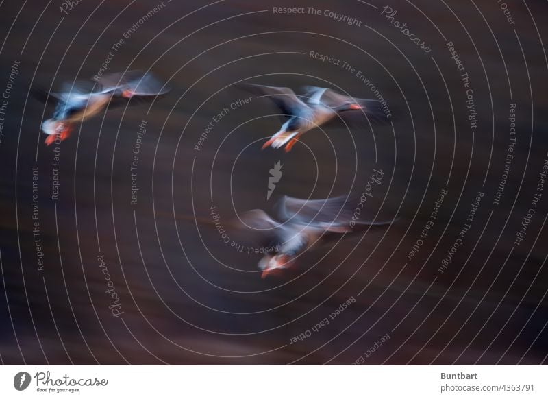 schwebende Gänse Gans Vogel Tier Natur Außenaufnahme Farbfoto Wildtier Tiergruppe Vögel Wildgans natürlich Zugvogel fliegen Freiheit Himmel Umwelt Vogelschwarm