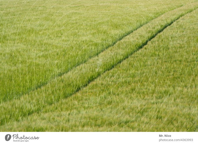 Traktorspur im Feld Furche Kornfeld Landwirtschaft Spuren Wege & Pfade grün gelb frisch Sommer Halm Ähren Linie Ernte Wachstum Getreide Umwelt Nutzpflanze Natur