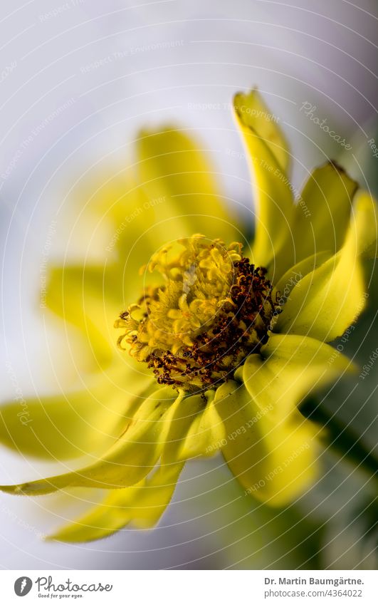 Zinnie, Hybride mit gelben Röhrenblüten, Blütenstand Zinnia Zungenblüten blühen Blume Sommerblume Pflanze Korbblütler Asteraceae Compositae